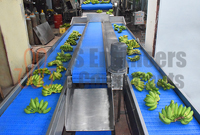 Banana Sorting, Grading & Packing Plant